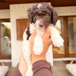 Parker - Brown and white male Aussiedoodle puppy in Allen, Texas from Calena’s Doodles