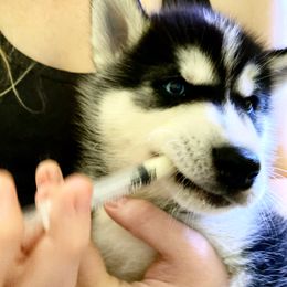 Siberian Husky Puppies from Vixen Siberians