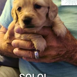 Dachshund Puppies from Tiny Tails Ranch