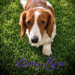 Zneau - Dachshund