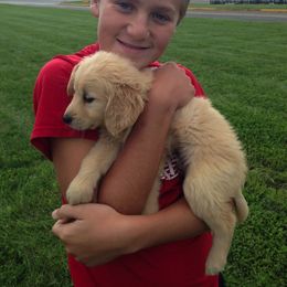Golden Retriever Puppies from Buschur’s Dream Goldens