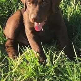 Labrador Retriever Puppies from Labrador emPAWrium