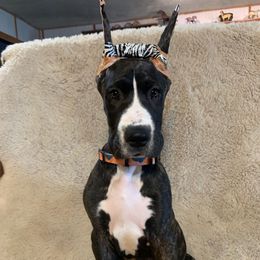 Brindi- Reverse Brindle-Cropped - Great Dane puppy from Quarter Creek Danes