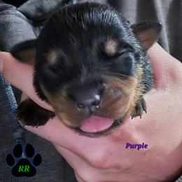 Purple - Black and mahogany female Rottweiler puppy in Tangent, Oregon from Raya's Royals