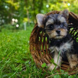 Companion Cross, Havanese, Mal-Shi, Maltese, Maltipoo, Morkie, and Shih Tzu Puppies from Seeking Shalom Acres Maltese, Maltipoos & Havamalts