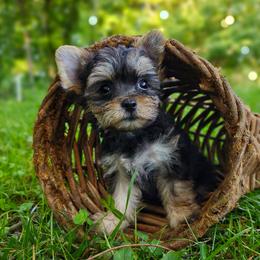 Companion Cross, Havanese, Mal-Shi, Maltese, Maltipoo, Morkie, and Shih Tzu Puppies from Seeking Shalom Acres Maltese, Maltipoos & Havamalts
