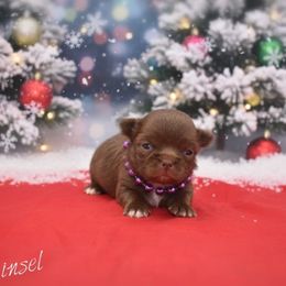 Tinsel - TINY - Chocolate female Chihuahua puppy in Bulls Gap, Tennessee from Smokey Mountain Chihuahuas