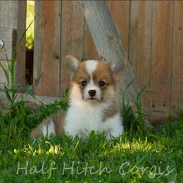 Taters - Sable male Pembroke Welsh Corgi puppy in Williams, California from Half Hitch Corgis
