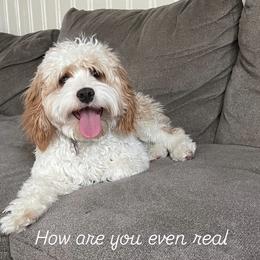 Cavapoo Puppies from Woodland poodles and Cavapoos