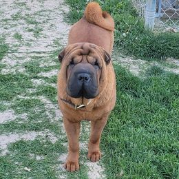 Eden - Chinese Shar-Pei