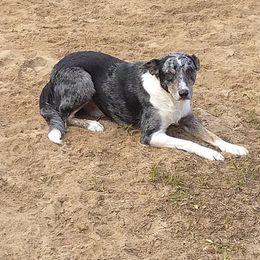 Jack - Border Collie