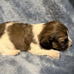 Girl 3 - female Dachshund puppy in Ville Platte, Louisiana from Cajun Pawfection