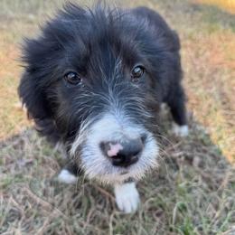 Bengal - White and black male Bordoodle puppy in Winnsboro, Texas from Pecan Grove Pups