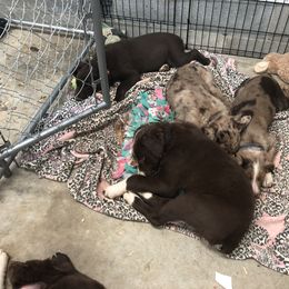 Australian Shepherd Puppies from Azzo Aussies