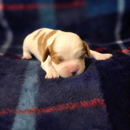 Boy 2 - Blenheim male Cavalier King Charles Spaniel puppy in Charity, Missouri from Missouri. Cavaliers