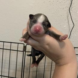 Siren - Blue merle female Miniature Australian Shepherd puppy in Brenham, Texas from Stone N Rose Kennels