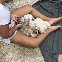 French Bulldog Puppies from Avelar’s Top Shelf Frenchies