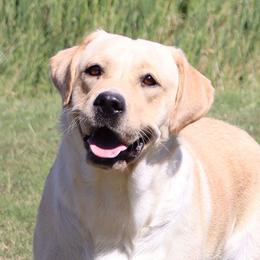 Journey - Labrador Retriever
