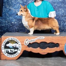 Baer - Pembroke Welsh Corgi