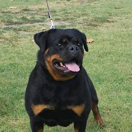Mona - Rottweiler