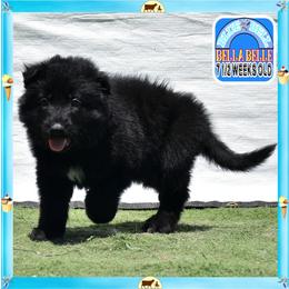 Blue Belle sweet charming - Black female German Shepherd puppy in Murrieta, California from Diamond Oaks German Shepherds
