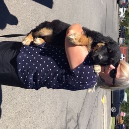 Australian Shepherd Puppies from Toni Thompson's Australian Shepherds