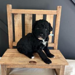 Rain - White and black male Bordoodle puppy in Valley Center, California from Circle R Valley Bordoodls