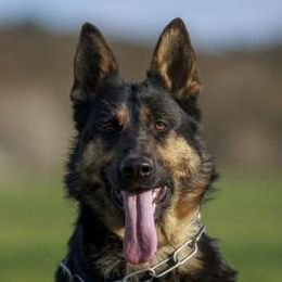 Ornella - German Shepherd