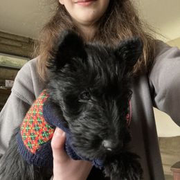 Scottish Terrier Puppies from Carnes Croft Scotties