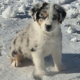 Kenai (kee-nye) - Blue merle female Australian Shepherd puppy in Solon, Maine from Mountain Range Australian Shepherds