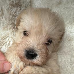 Buttercup - Wheaten female Miniature Schnauzer puppy in Auburn, Georgia from Very Special Mini Schnauzers