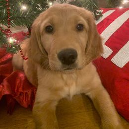 Belle (Yellow) - Golden Golden Retriever puppy in Lewiston, Idaho from Tiloula's Puppies