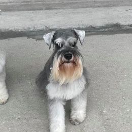 Miniature Schnauzers from L & J Miniature Schnauzers