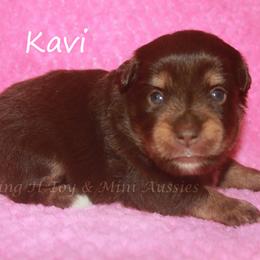 Kavi - Red tri female Miniature Australian Shepherd puppy in Godley, Texas from Flying H Toy and Mini Aussies