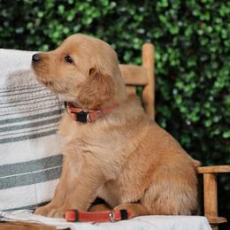 Heidi - Golden female Golden Retriever puppy in Payette, Idaho from Stonewick Retrievers