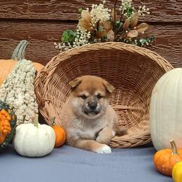 Caden - Red male Shiba Inu puppy in Clayton, Illinois from Adorable-Puppies