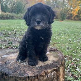 Caroline - Black female Australian Labradoodle puppy in Bloomer, Wisconsin from Doodles in Bloom