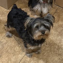 FB2 Gizmo - Black and gold male Yorkshire Terrier puppy in Blythe, California from California AKC Maltese & Yorkies