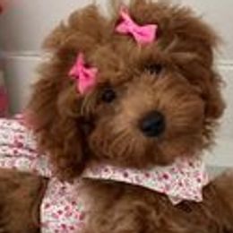 Poodles from Christina Miller's Poodles