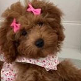 Poodles from Christina Miller's Poodles