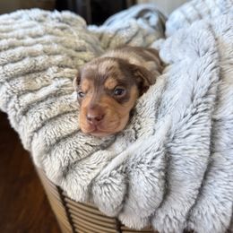 Green collar boy - Dapple male Dachshund puppy in Wray, Georgia from Cotton Hill Dachshunds