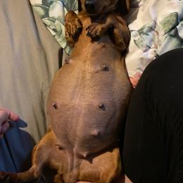 Penny - Dachshund