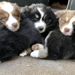 Australian Shepherd Puppies from Dollface Aussies