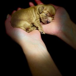 Frosty - Ruby Cavalier King Charles Spaniel puppy in Spokane, Washington from Treasured Cavaliers of the Pacific Northwest