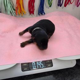 White girl - Black and mahogany female Rottweiler puppy in Lebanon, Oregon from SOUTH SANTIAM ROTTWEILERS