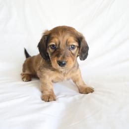 Lin - Wild boar male Dachshund puppy in Fredericksburg, Ohio from William's Dachshunds