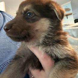 Girl 4 hot pink collar - Liver female German Shepherd puppy in Newsoms, Virginia from A Tier Above Shepherds