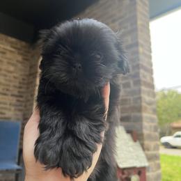 Cavapoo and Shihpoo Puppies from Haus of Doodles