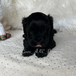 Miniature Schnauzer Puppies from Love Giver Schnauzers