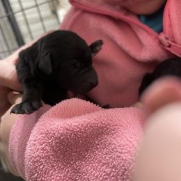 Girl 4 - Black female Labradoodle puppy in Craig, Nebraska from Top Knot Companions Poodles and Labradoodles